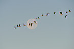 greylag geese