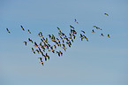 greylag geese