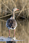 greylag goose