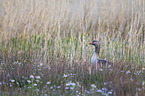 greylag goose