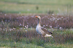 greylag goose