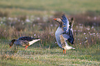 greylag geese