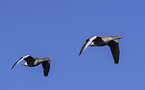 greylag geese