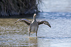 greylag goose