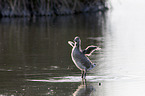 greylag goose