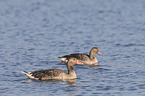 greylag geese