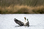 greylag goose