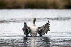 greylag goose