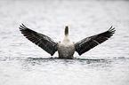 greylag goose