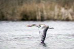 greylag goose