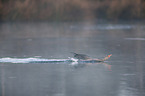 greylag goose