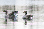 greylag geese