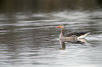 greylag goose