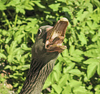 greylag goose