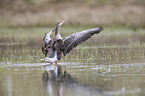 greylag goose