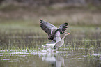 greylag goose