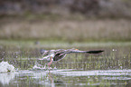 greylag goose