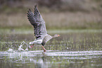 greylag goose