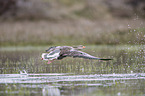 greylag goose