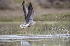greylag goose