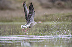 greylag goose