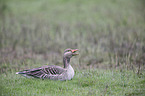 greylag goose