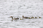 greylag geese