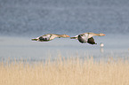 greylag geese