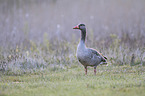 greylag goose