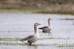 greylag geese