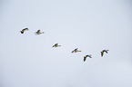 greylag geese