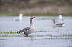 greylag geese