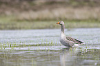 greylag goose