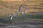 flying Greylag Geese