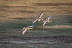 flying Greylag Geese