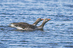 swimming Greylag Geese
