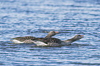 swimming Greylag Geese