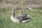 Greylag Geese in the meadow