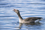 swimming Greylag Goose