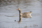 swimming Greylag Goose