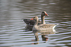 swimming Greylag Geese