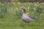Greylag Goose on a meadow