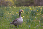 Greylag Goose on a meadow