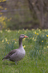 Greylag Goose on a meadow