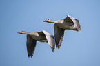 flying Greylag Geese