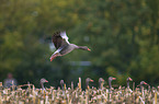 greylag geese