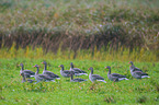 greylag geese