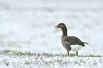 greylag goose