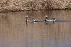 greylag geese