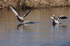 greylag geese